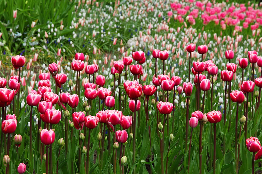 Vibrant Pink Tulips Blooming in a Spring Garden Field
