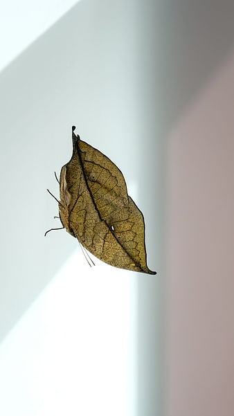Indian Leaf Butterfly Camouflage Close Up