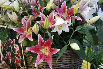 Vibrant Pink and White Lilies in a Wicker Basket