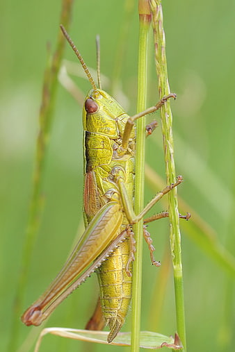 Close-up of a green grasshopper on a blade of grass