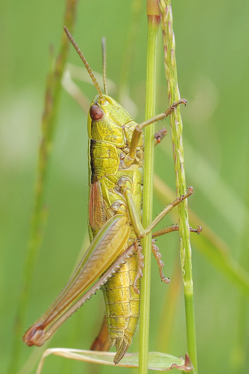 Close-up of a green grasshopper on a blade of grass