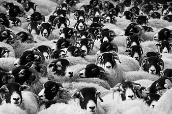 Black and white close-up of a dense flock of sheep