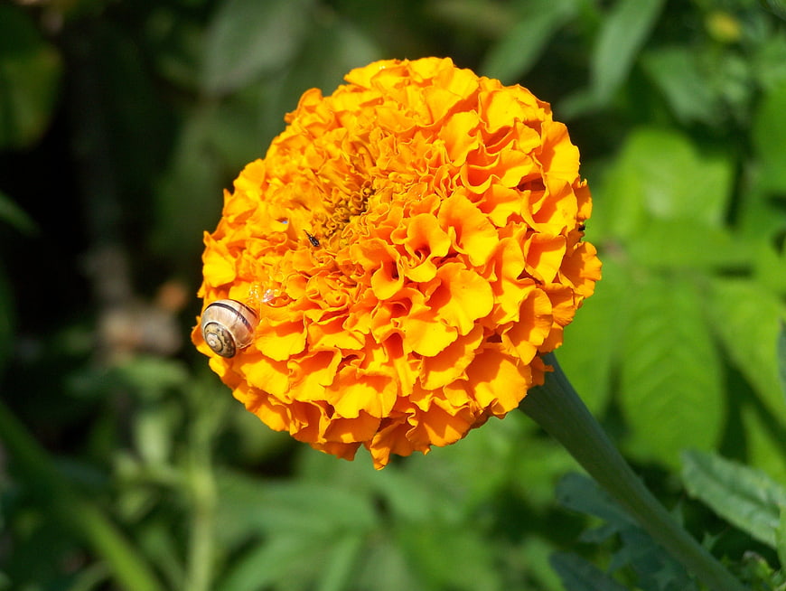 Close-up of a snail on a vibrant orange marigold flower