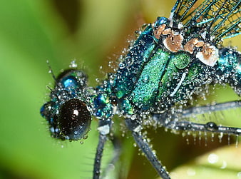 Macro shot of iridescent blue damselfly with water droplets
