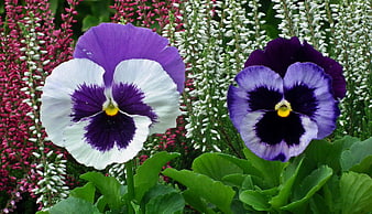Close-up of purple and white pansies with heather background