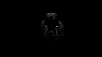 Black Panther Face Portrait in Dark Shadow