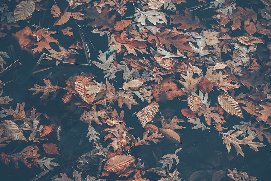 Autumn Oak Leaves Floating on Dark Water Surface
