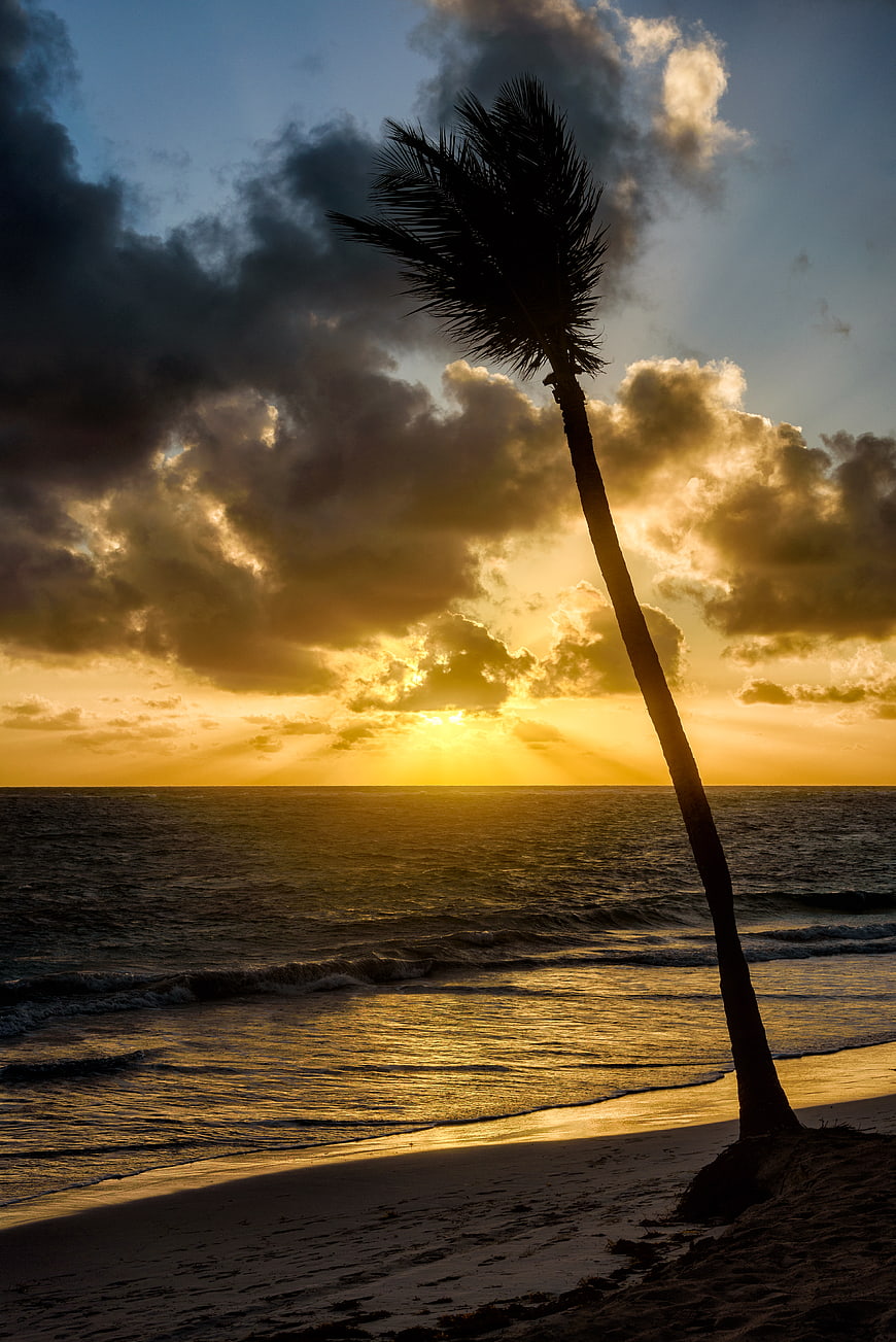 Silhouette of Palm Tree on Tropical Beach at Golden Sunset