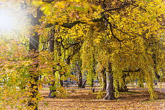 Sunlit Autumn Park with Golden Trees and Fallen Leaves