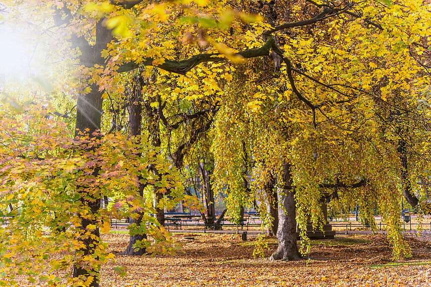 Sunlit Autumn Park with Golden Trees and Fallen Leaves