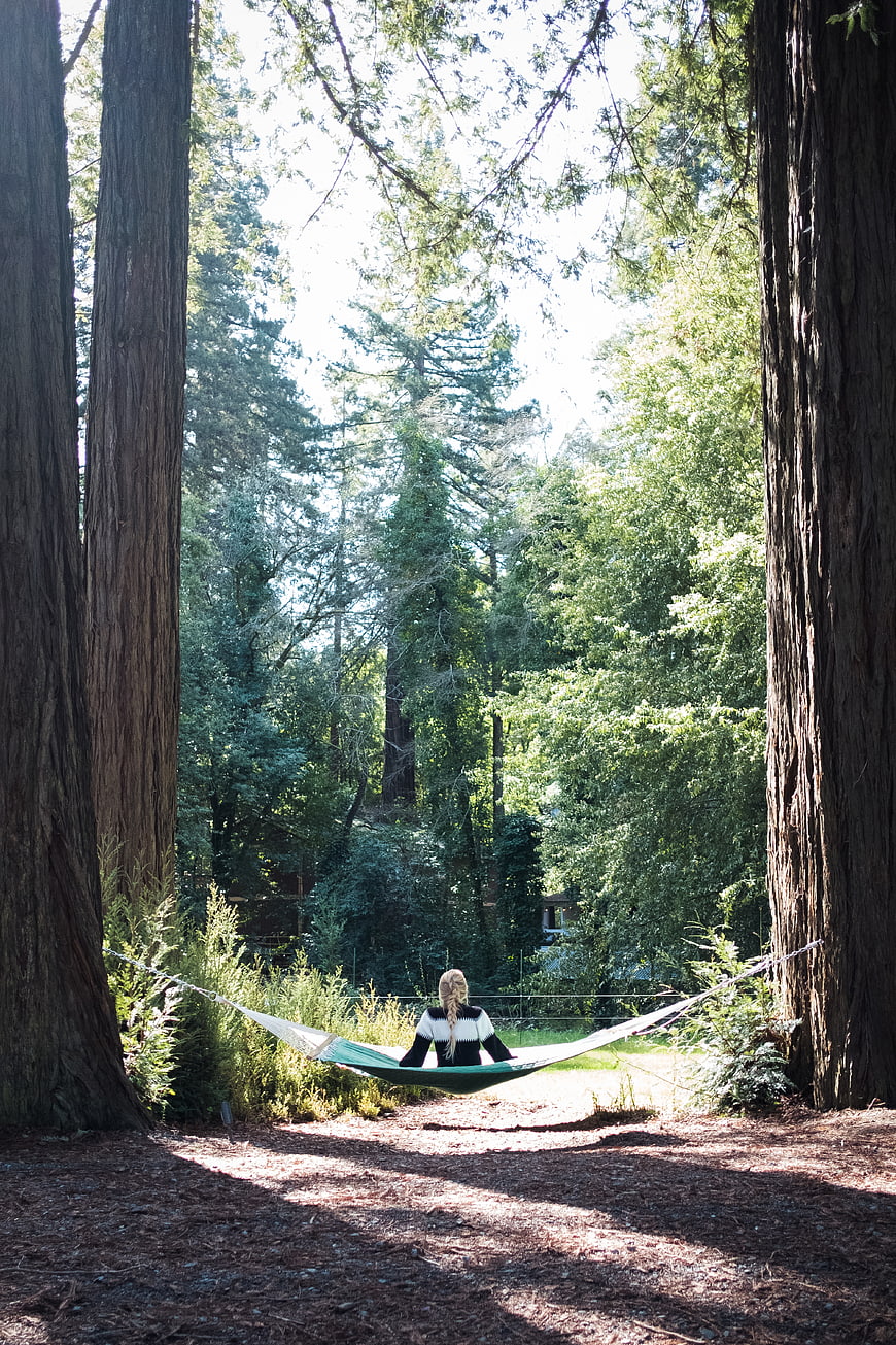 Woman relaxing in hammock between giant redwood trees