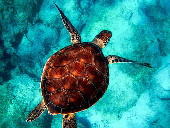 Sea Turtle Swimming Underwater in Clear Blue Ocean