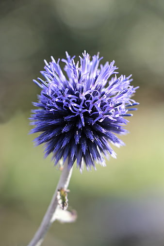 Close-up of a spherical purple ball thistle flower on a stem