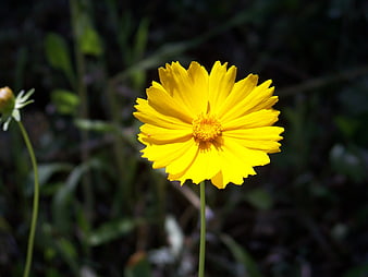 Vibrant Yellow Coreopsis Flower in Natural Garden Setting