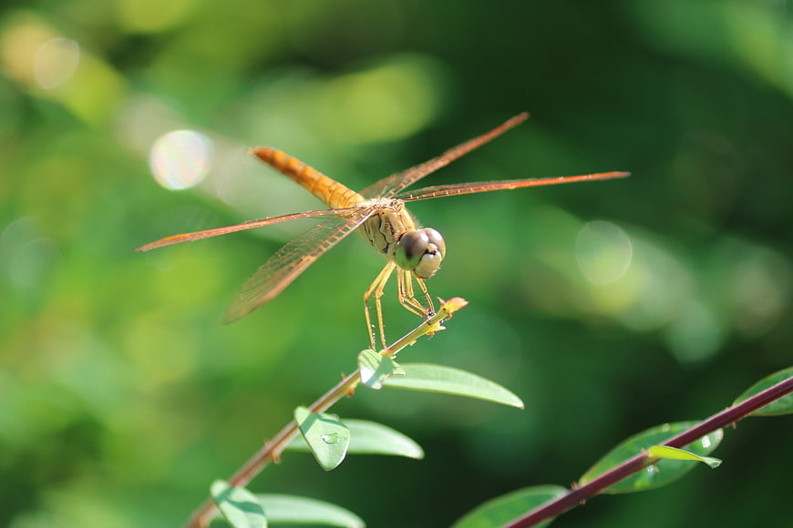 Orange Dragonfly Perched on Green Plant Stem