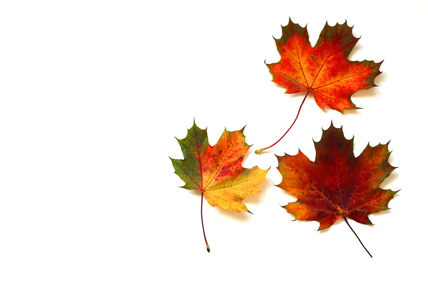 Three colorful autumn maple leaves on white background