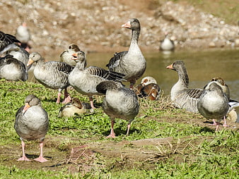 Flock of Greylag Geese Resting on Grassy Riverbank