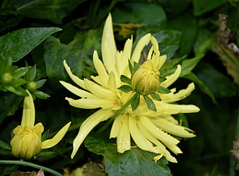 Yellow Chrysanthemum Flower with Raindrops on Green Leaves