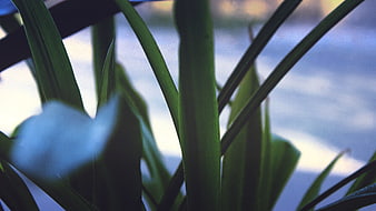 Close-up of green plant leaves with blurred background