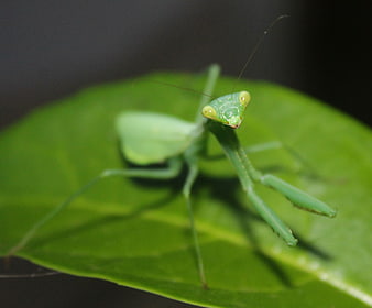 Close-up of a green praying mantis on a leaf