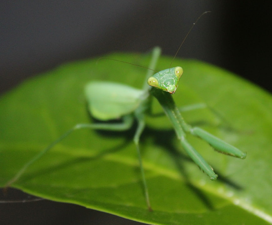 Close-up of a green praying mantis on a leaf