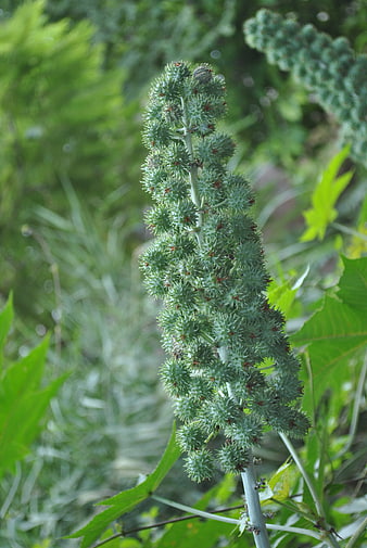 Close-up of Spiky Castor Bean Seed Pods on Green Stem