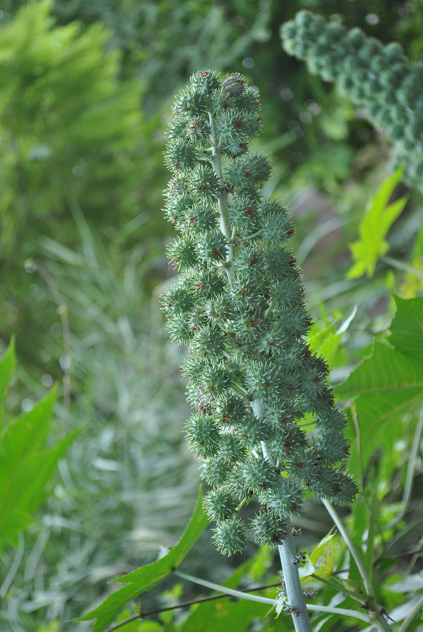 Close-up of Spiky Castor Bean Seed Pods on Green Stem