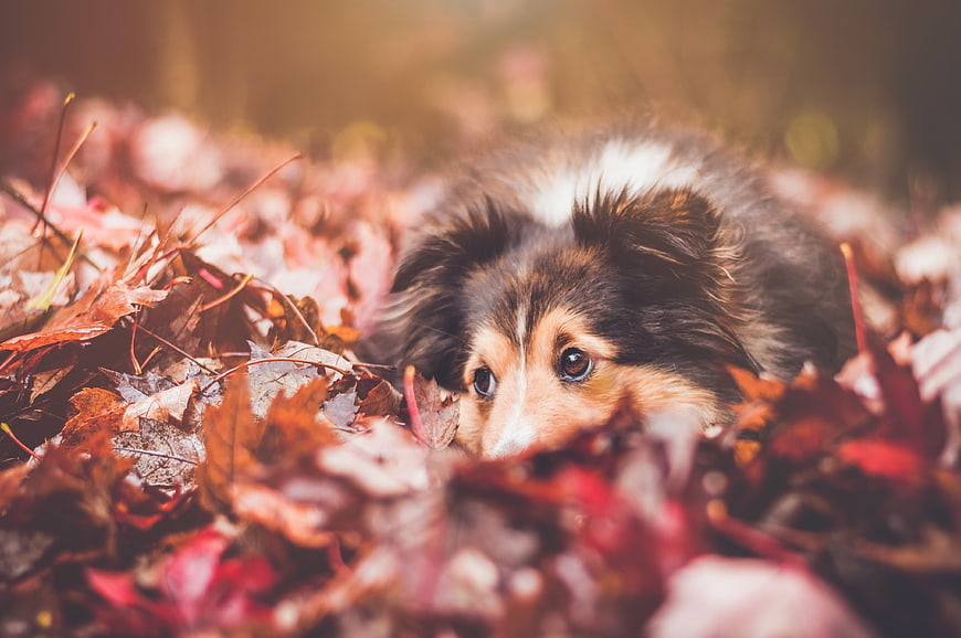 Cute Shetland Sheepdog Puppy Playing in Autumn Leaves