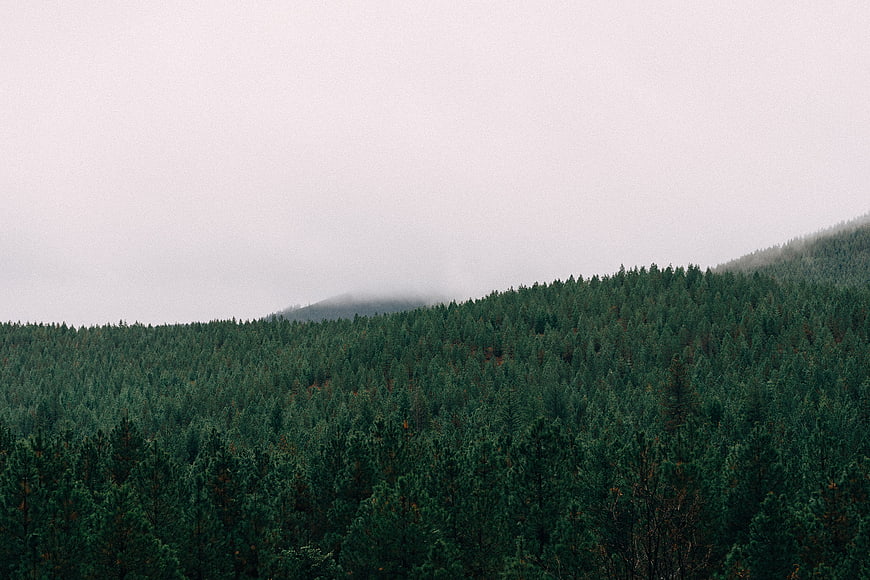 Misty Pine Forest Landscape on Overcast Day