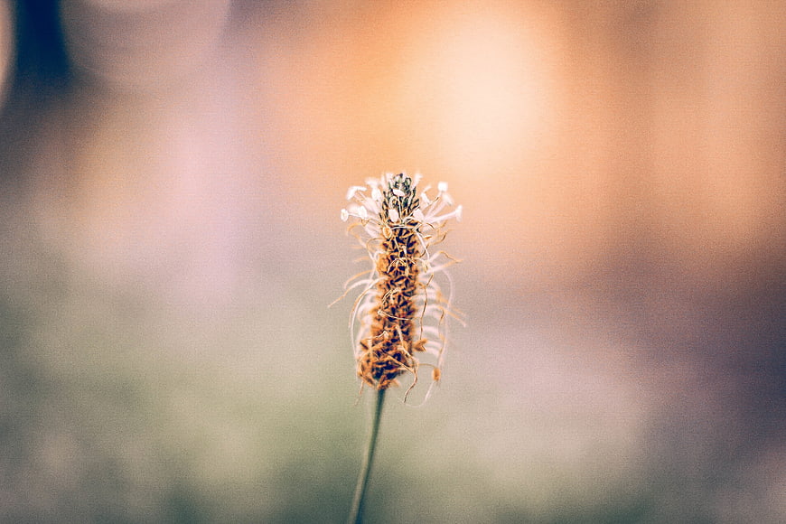 Close-up of a delicate wildflower against a soft blurred background