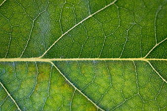 Macro Close-Up of Green Leaf Veins and Texture