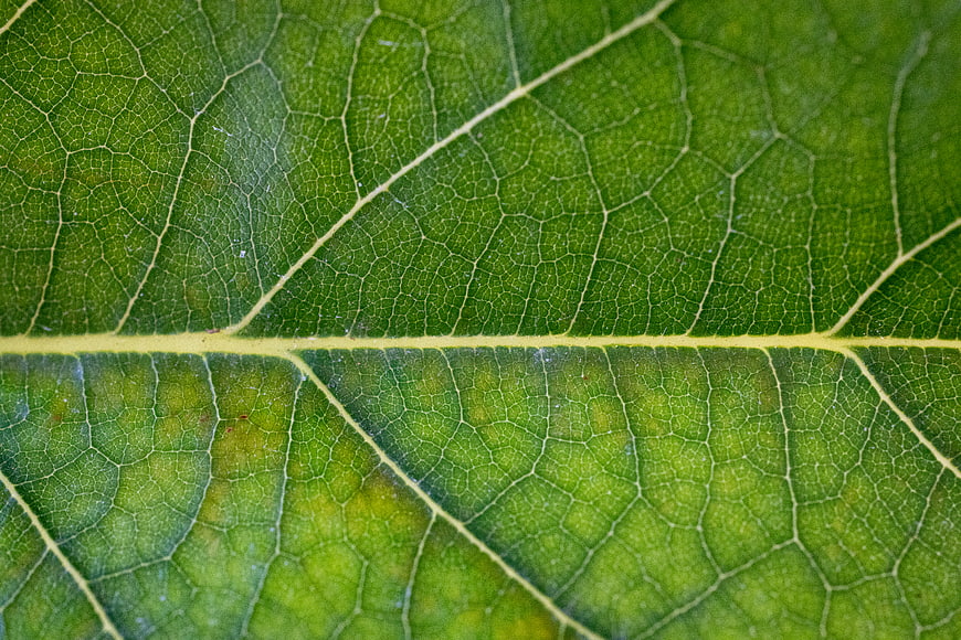 Macro Close-Up of Green Leaf Veins and Texture