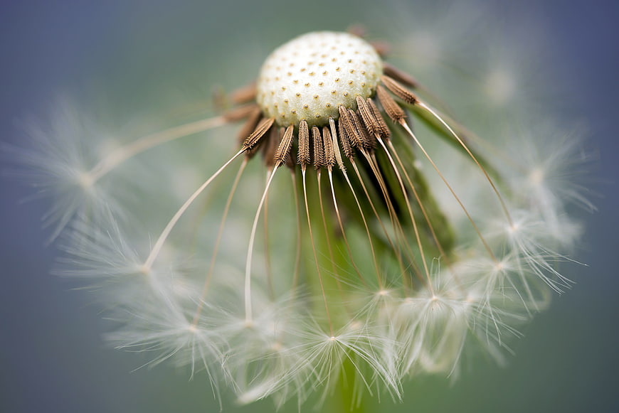 Macro Photography of Dandelion Seed Head with Seeds