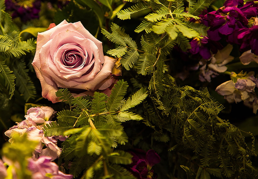 Close-up of a dusty pink rose surrounded by green ferns and purple flowers