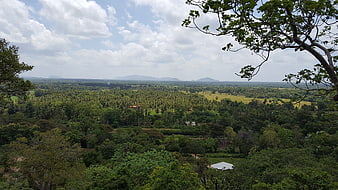 Scenic View of Lush Green Valley and Forest in Sri Lanka