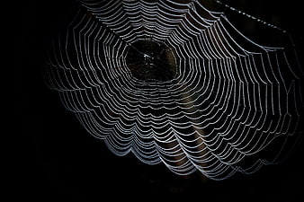 Dew-covered spider web on black background