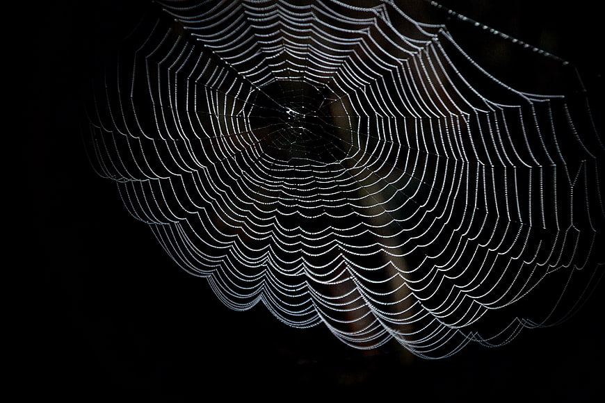 Dew-covered spider web on black background
