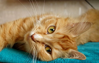 Close-up of Orange Tabby Cat Lying on Blue Towel