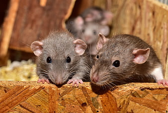 Cute pet rats peeking over wooden edge