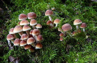 Cluster of small brown mushrooms growing on green moss