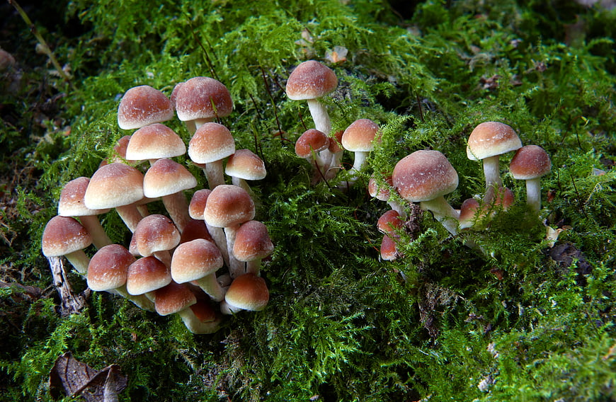 Cluster of small brown mushrooms growing on green moss