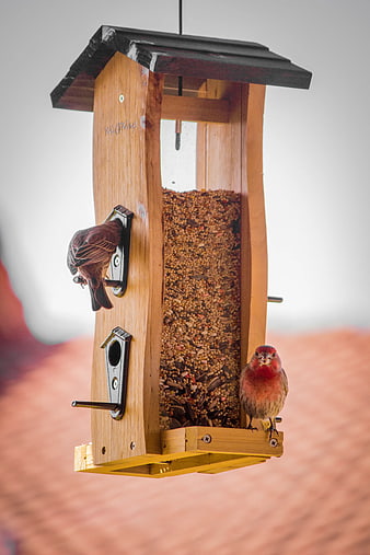 House Finches Feeding on Wooden Bird Feeder