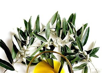 Fresh Olive Branches and Oil Bottle on White Background