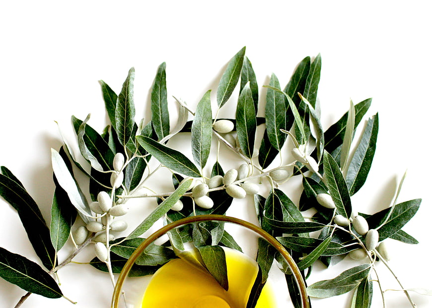 Fresh Olive Branches and Oil Bottle on White Background