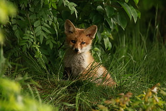 Cute Red Fox Cub Sitting in Green Forest Grass