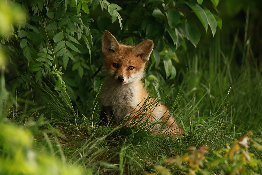 Cute Red Fox Cub Sitting in Green Forest Grass