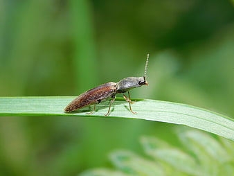 Close-up of a click beetle on a green grass blade in nature