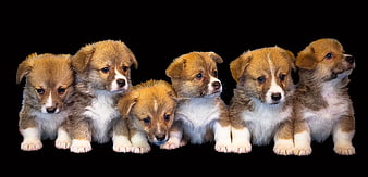 Cute Corgi Puppies Lined Up on Black Background