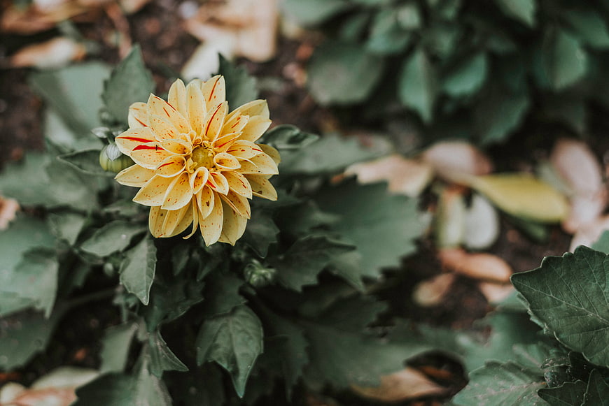 Yellow Dahlia Flower with Red Stripes in Garden