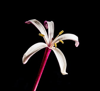 White and Pink Lily Flower on Black Background